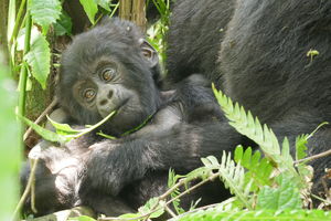 Bei den Berggorillas in Bwindi